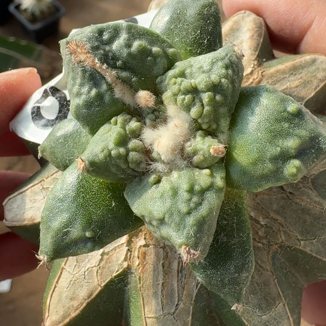 【闪购商品】满叶怒怒涛978