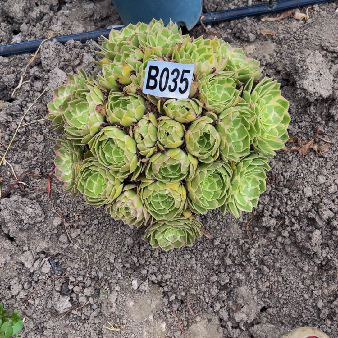 水蜜桃法师32/—39包邮