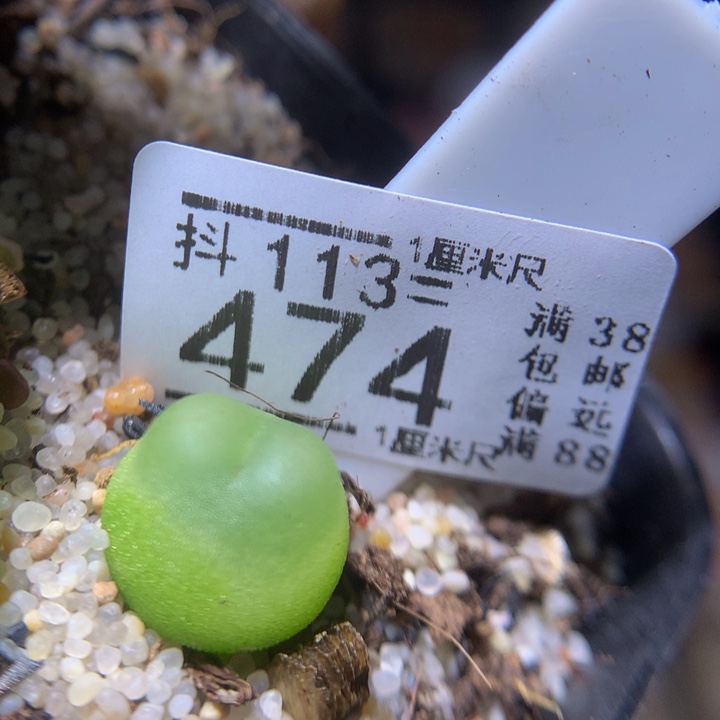 精品生石花113.474