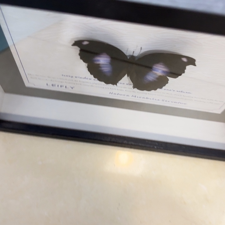 都***º蝴蝶标本定制266@