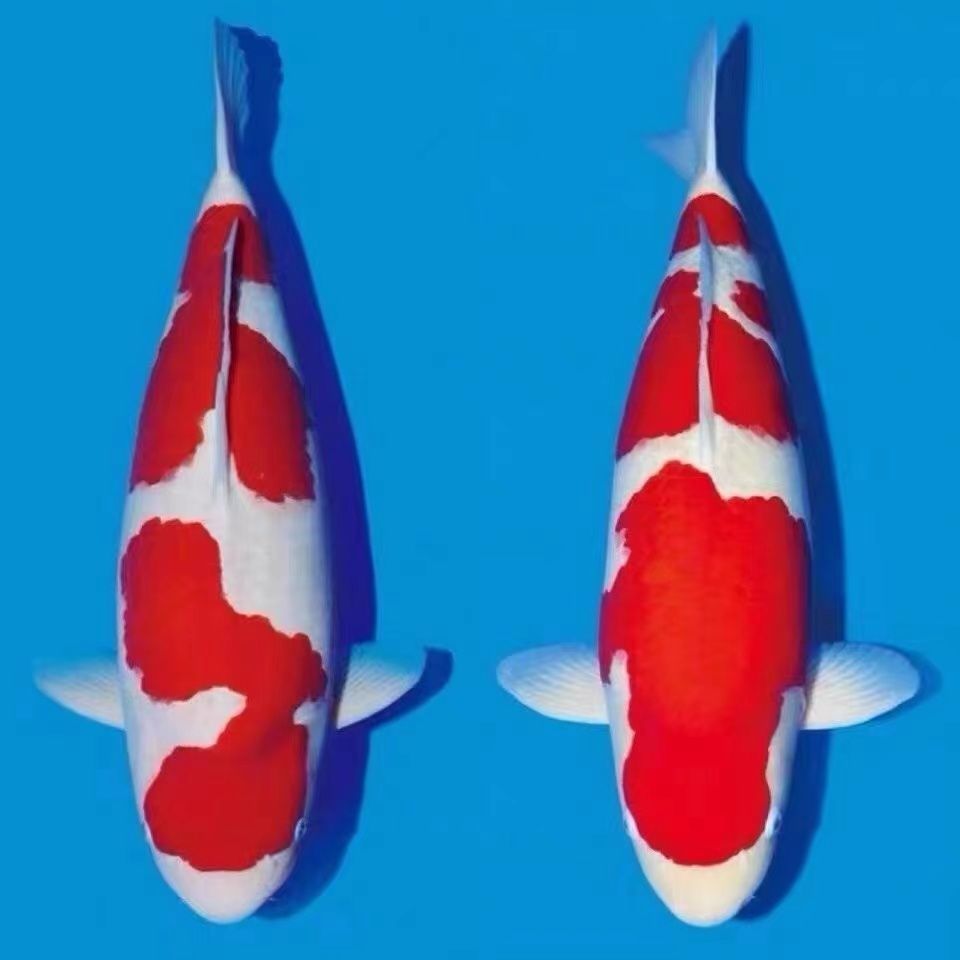 留养级精品锦鲤鱼苗活体观赏鱼花色好耐寒冷好养