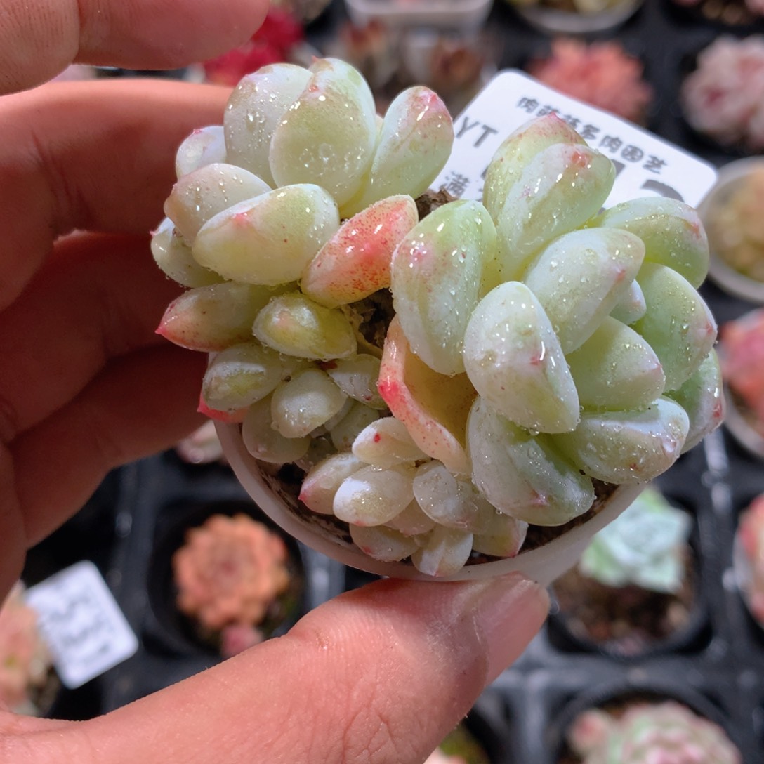 5CM拇指盆精控多肉YT543