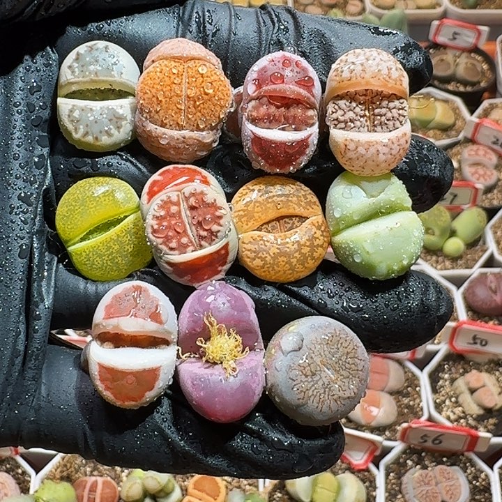 生石花233:：。  62