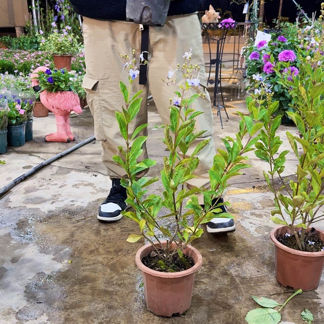 全部花苞蓝蝴蝶花花