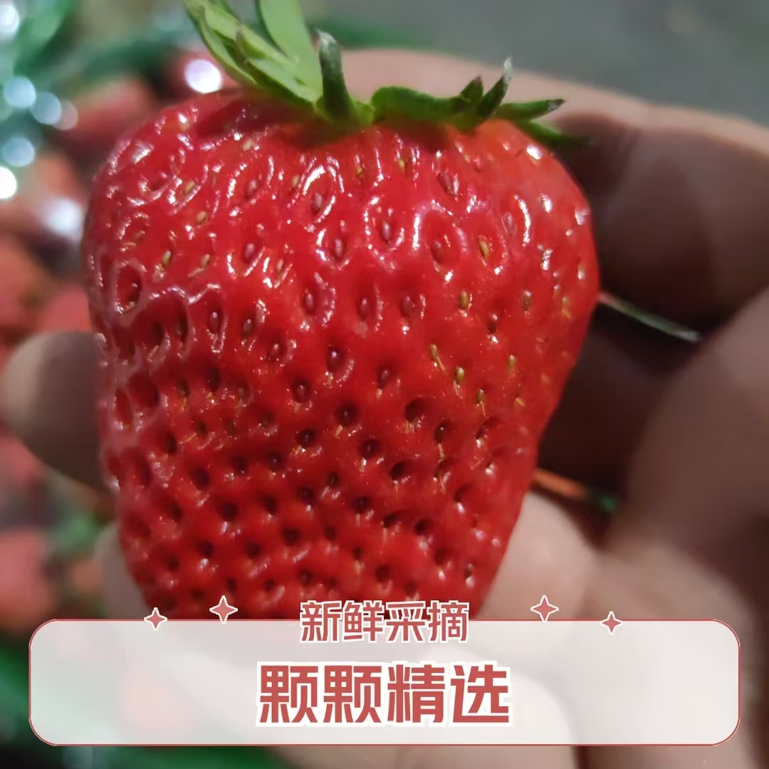 【净重1-4斤】江苏南京红颜中大果15到20克红颜九九奶油草莓软糯香甜