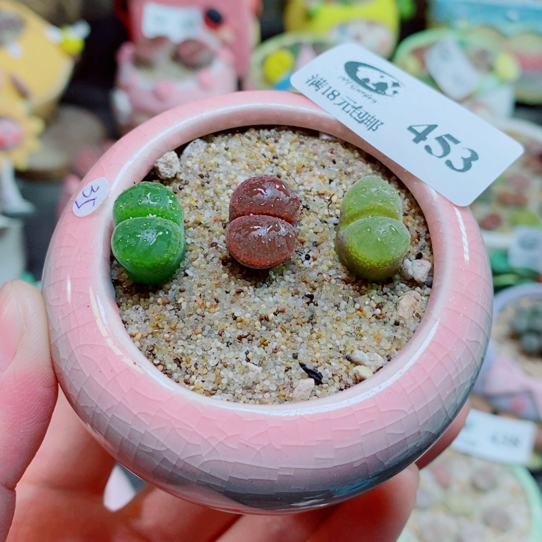 生石花花花花花花453
