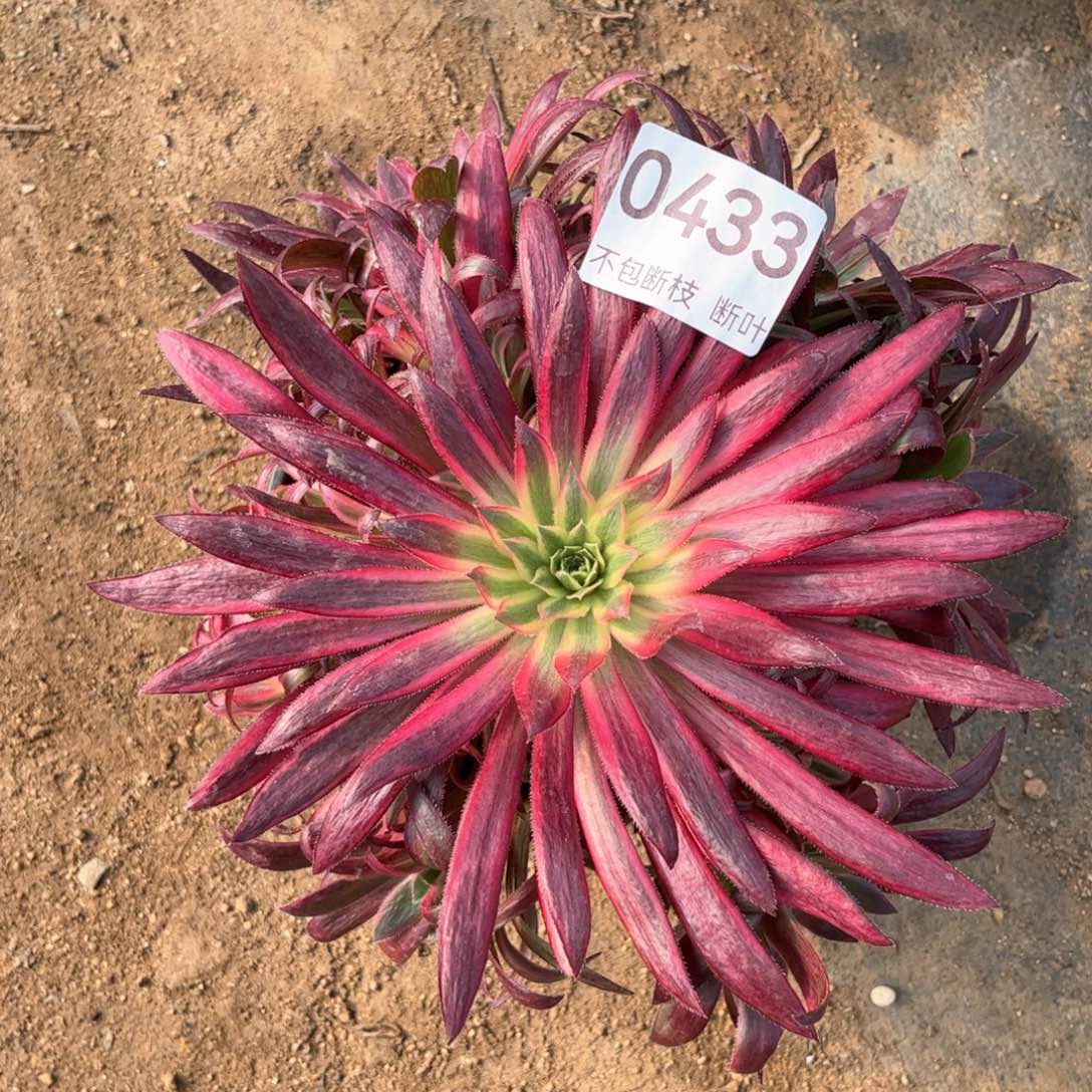 433号，朱雀带惊鸿仙子头