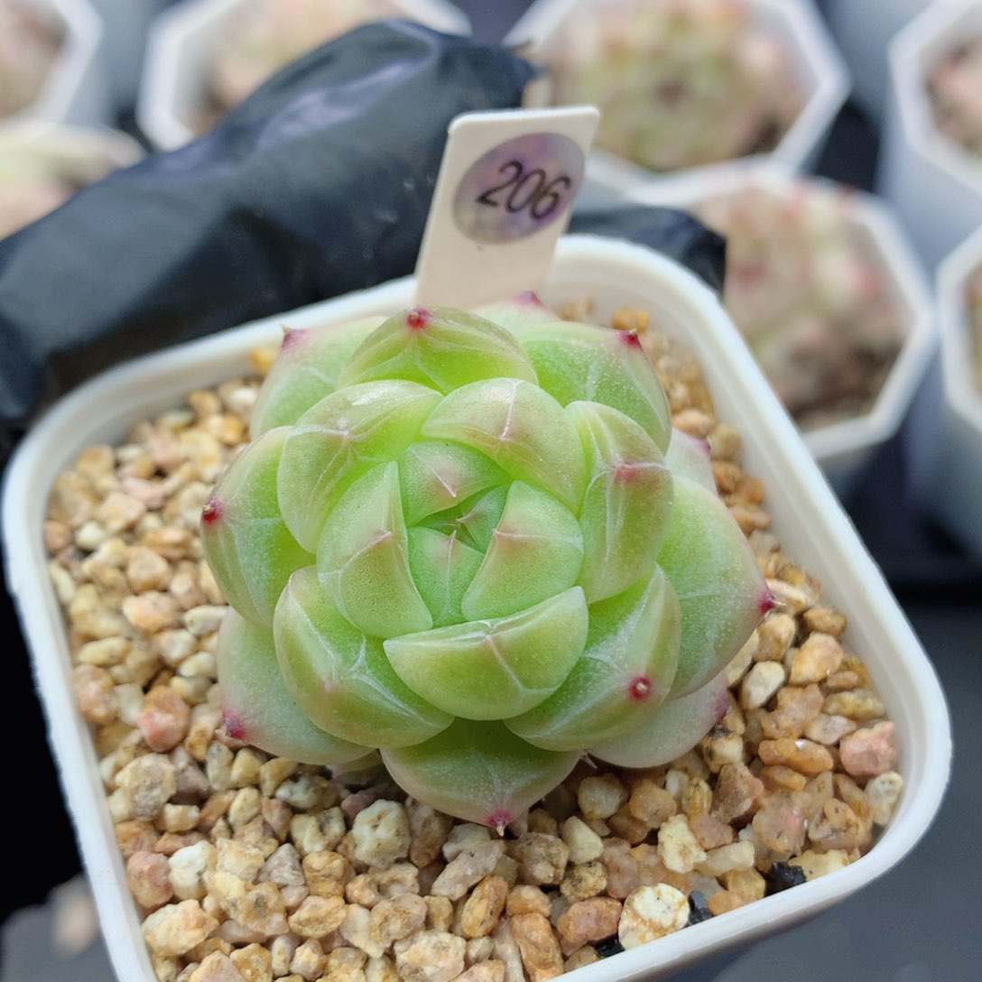 糖心58包邮  群生不包整206