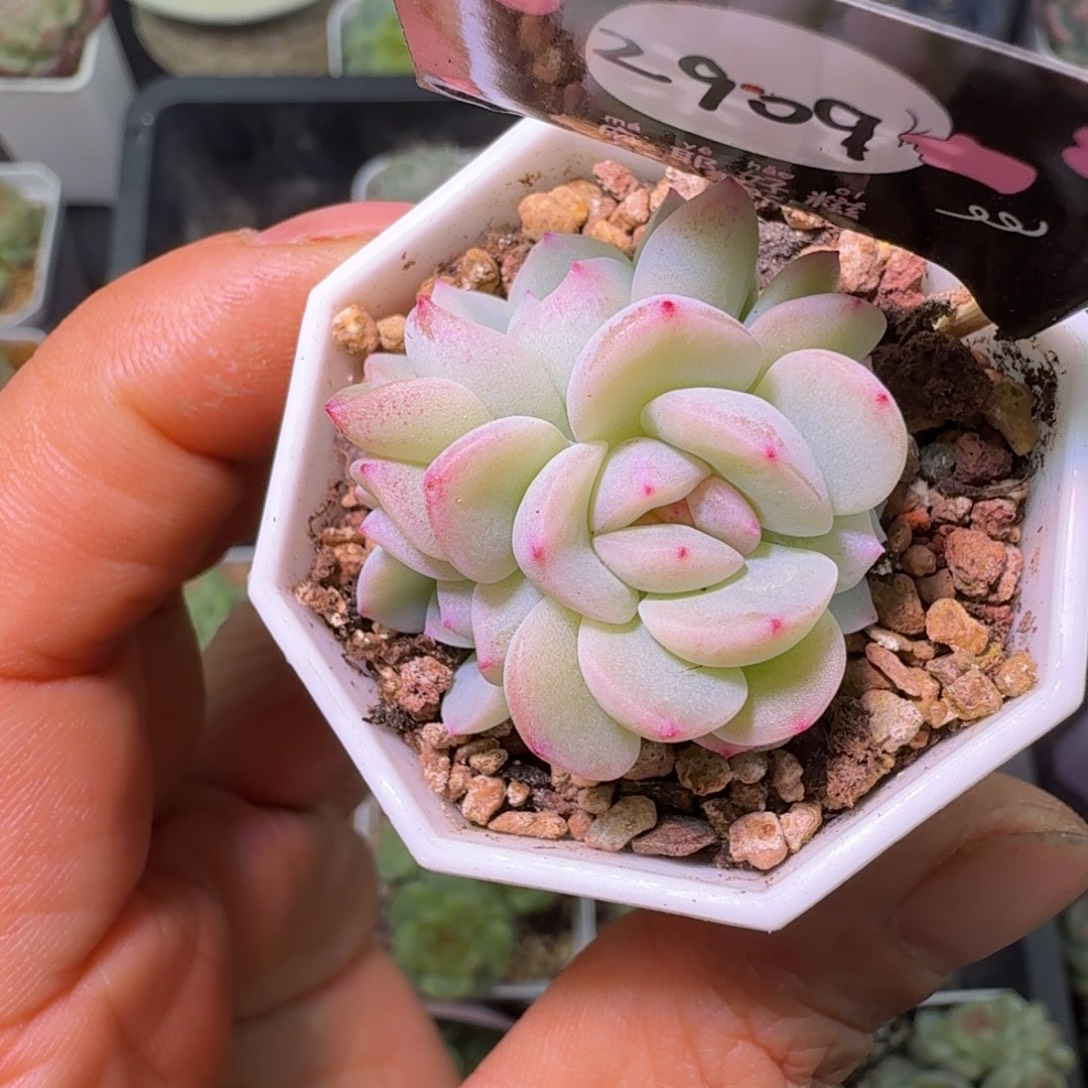 帕帕拉恰2909甜心4头