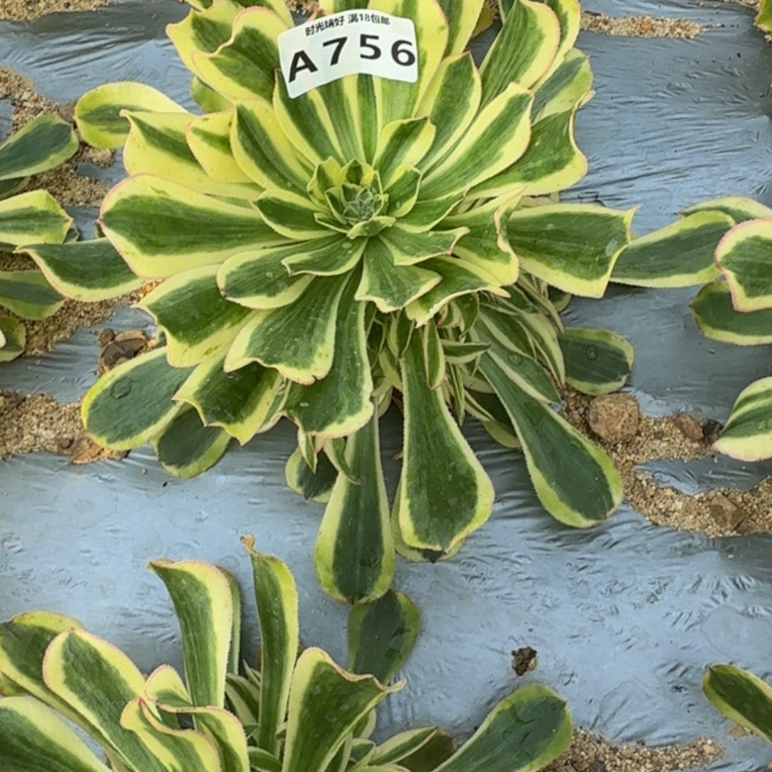 流***云756白兰地。多肉植物