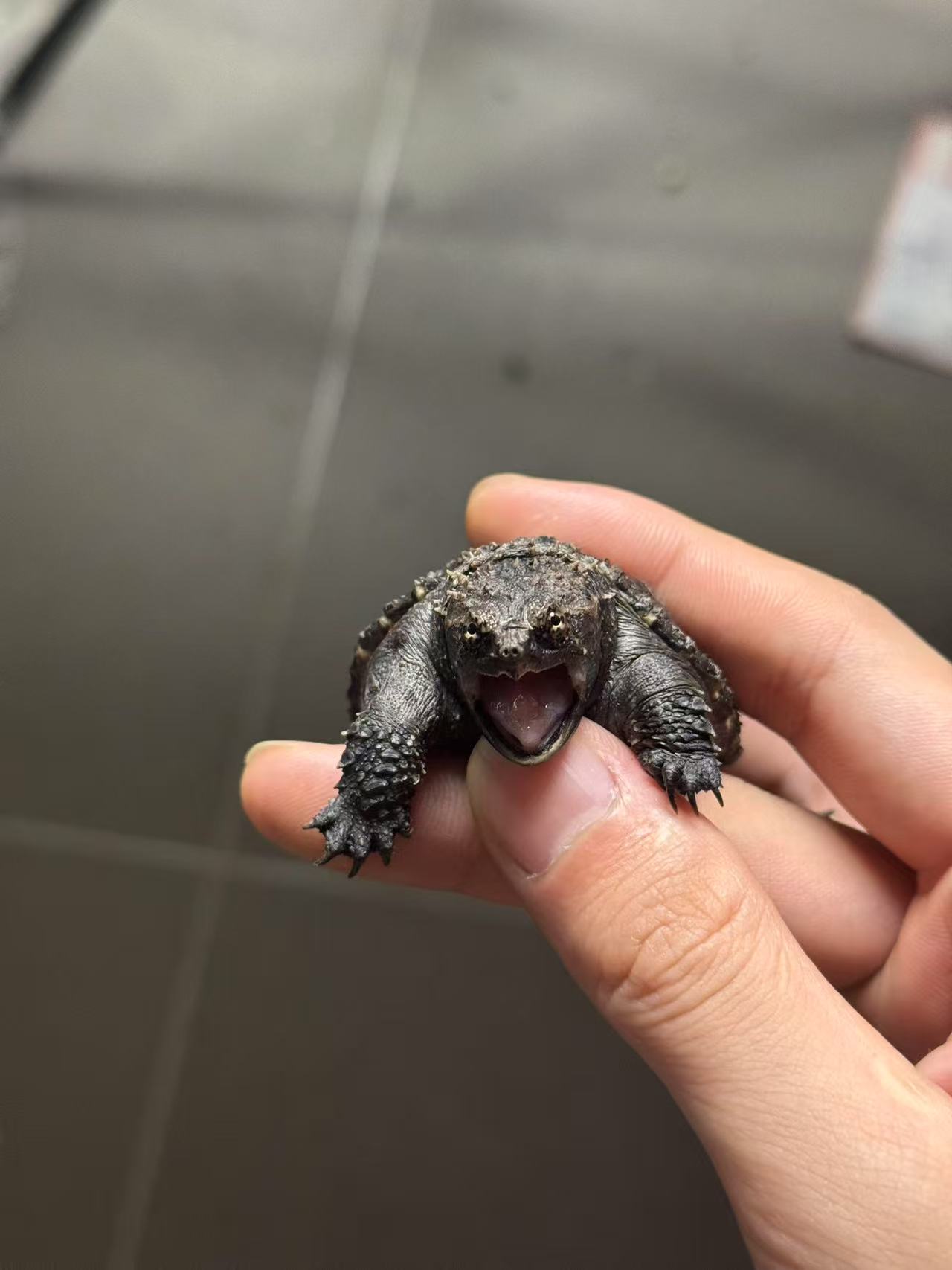 爆刺蛤蟆嘴佛州拟鳄冷水过冬苗小鳄龟