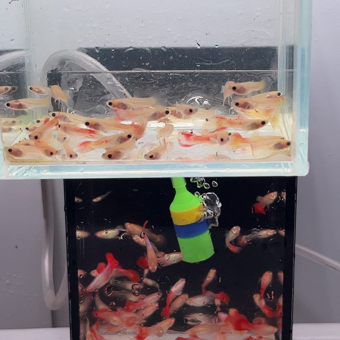 孔雀鱼红蕾丝玻璃猫苗15条