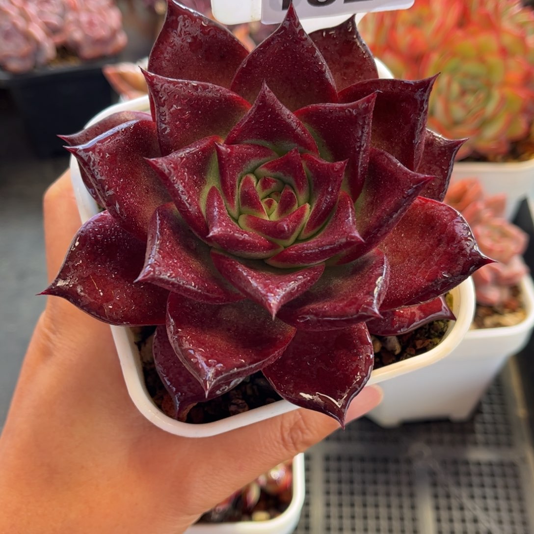1025 天冷必拍保温箱