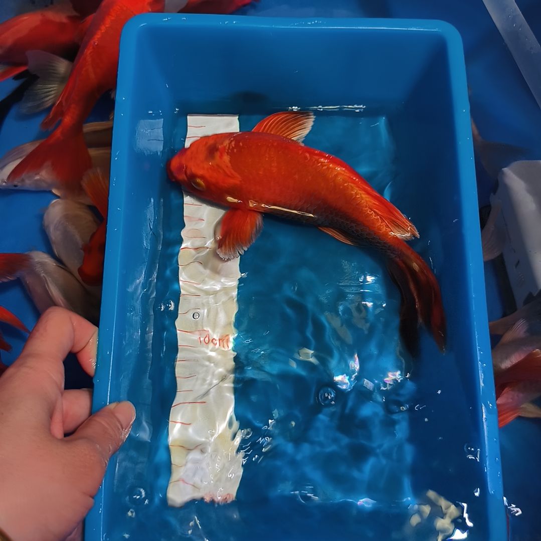 蝴蝶鲤鱼蝴蝶鲤红色1条