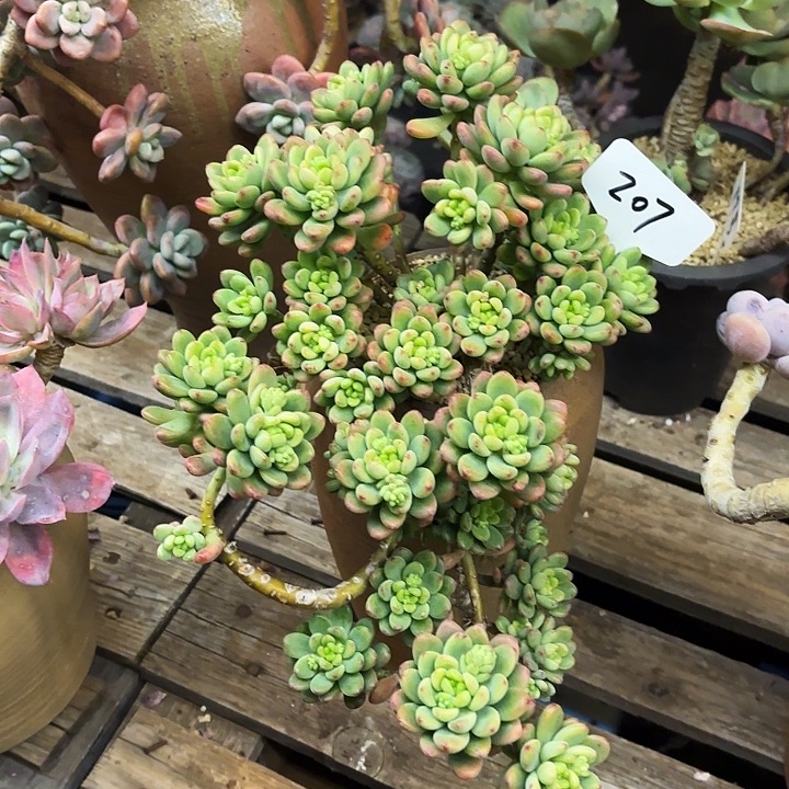 雨***！多肉植物，香格里拉207号