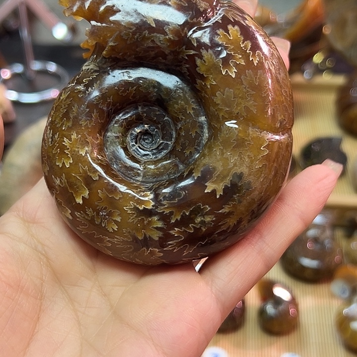 了***飘石材马达加斯加玉化螺