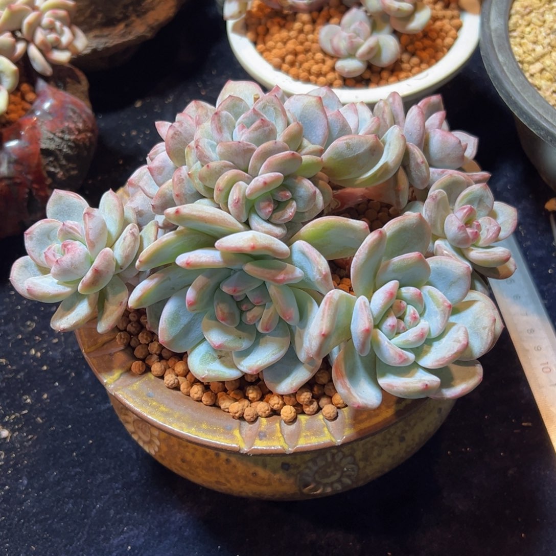 新年快乐 新年快乐