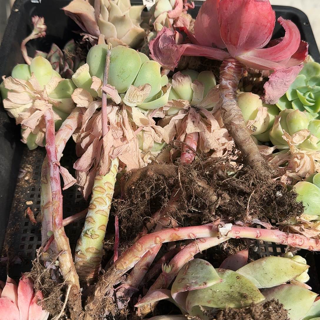 满20包邮零下拍保温箱33号筐无售后