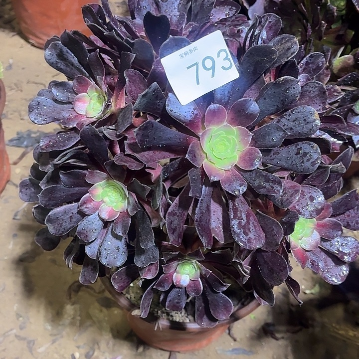 黑铜壶一颗脱土12.8