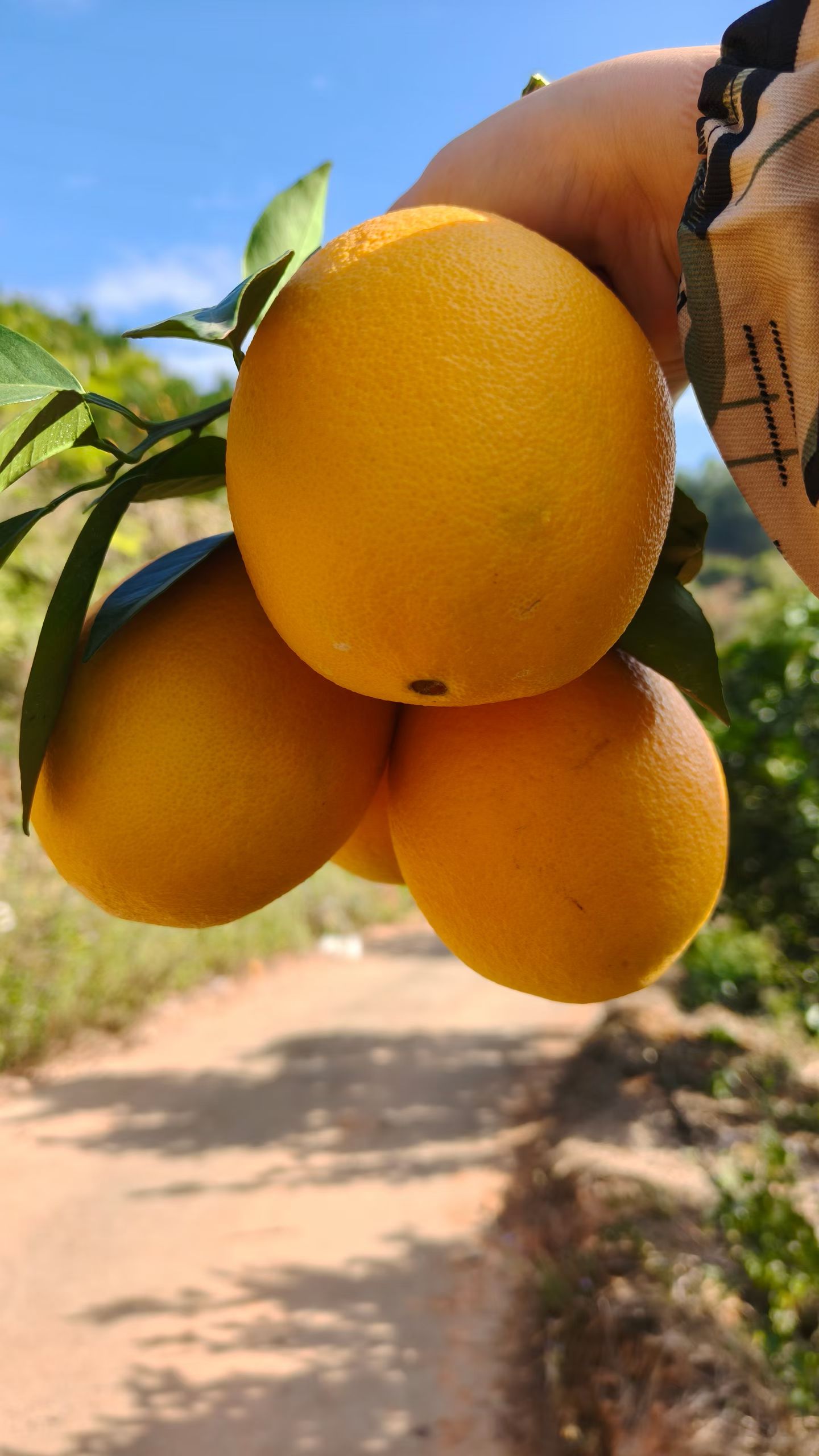 新鲜无籽赣南脐橙当季赣南甜脐橙赣州脐橙不抛光不打蜡不打甜蜜蜜