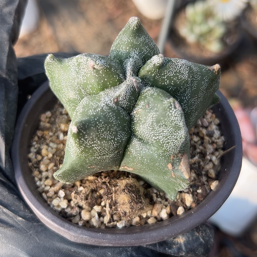 杜呃呃呃呃呃呃呃呃呃呃