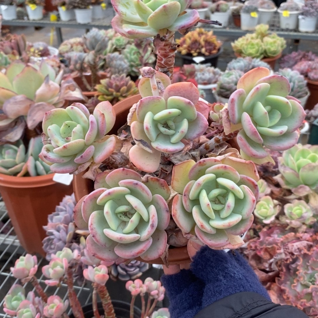 653白月光一物一拍