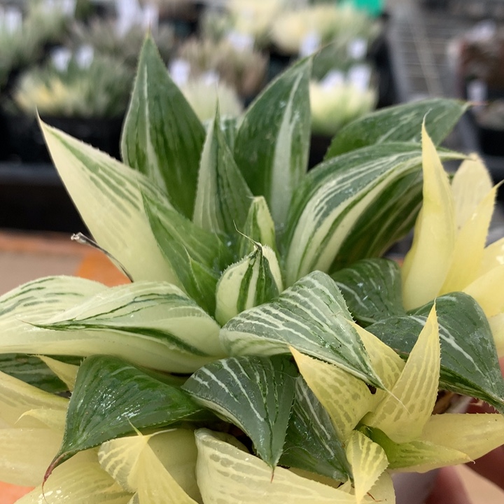 芭堤雅寿锦一物一拍