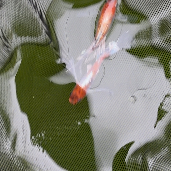 青鳉鱼编号 24 真长鳍 04 一对