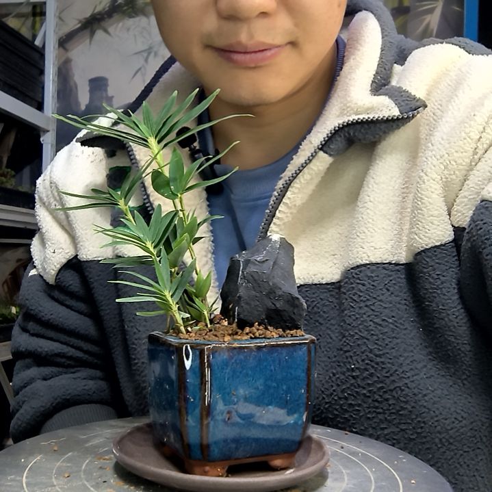 池****n中青园艺一物一拍花460