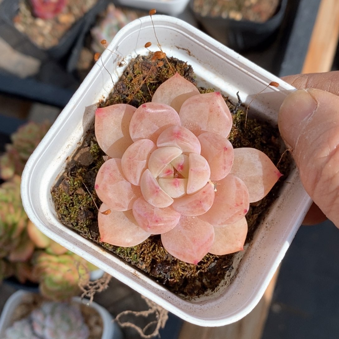 精品多肉一物一拍不包整805