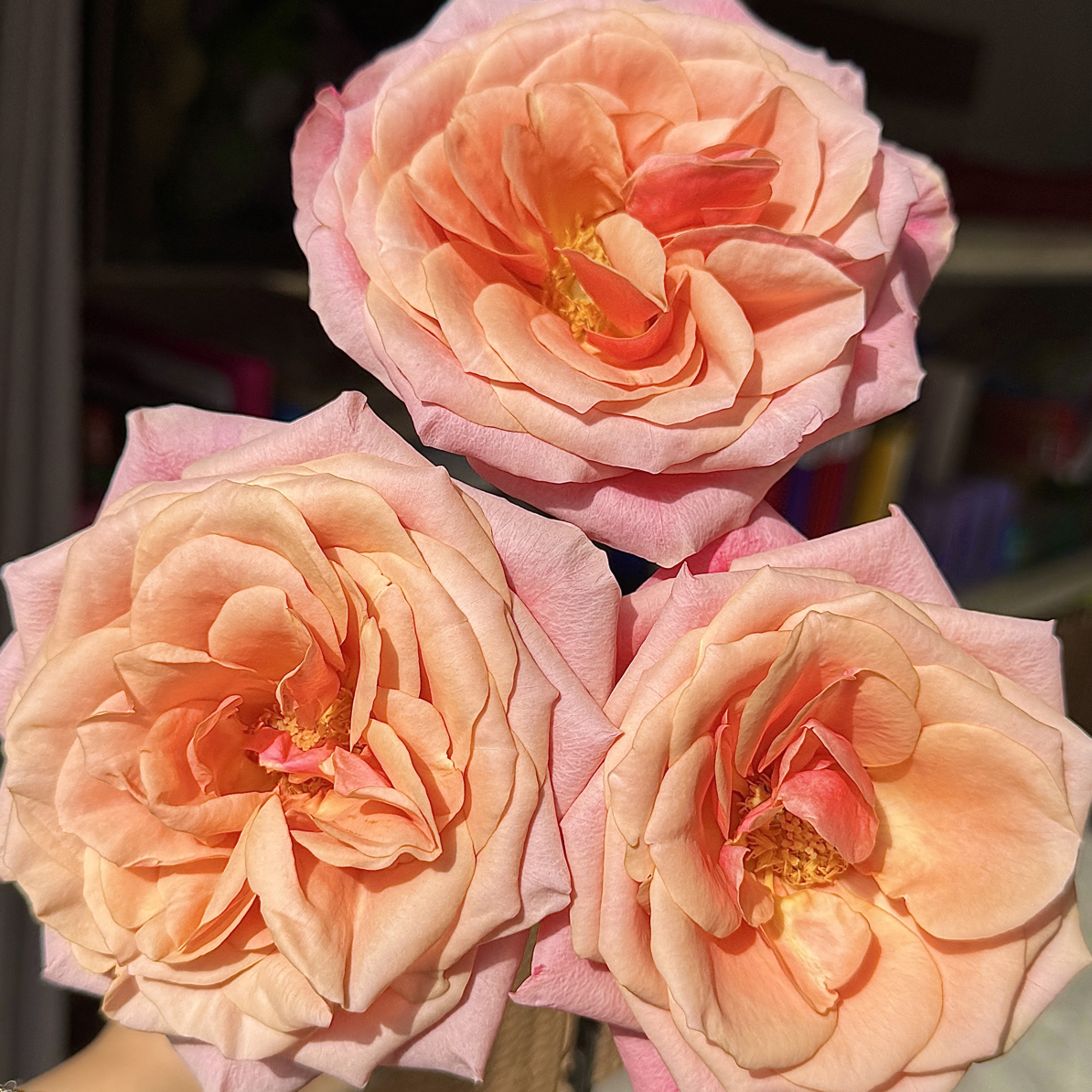 （绿光玫瑰）火烈鸟12支！三件顺丰空运20%不售后