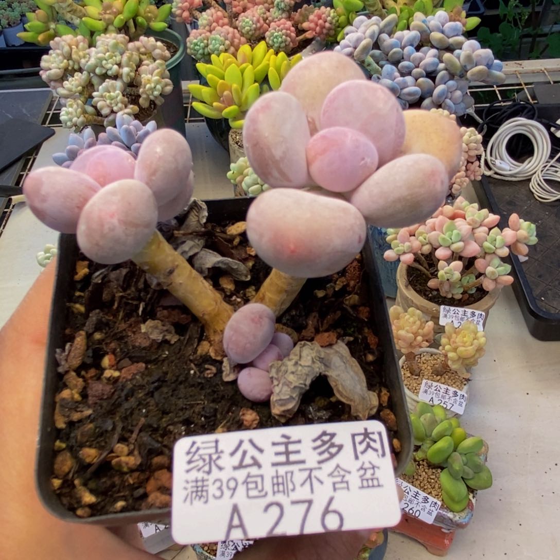 276蛋黄奶多肉6c m