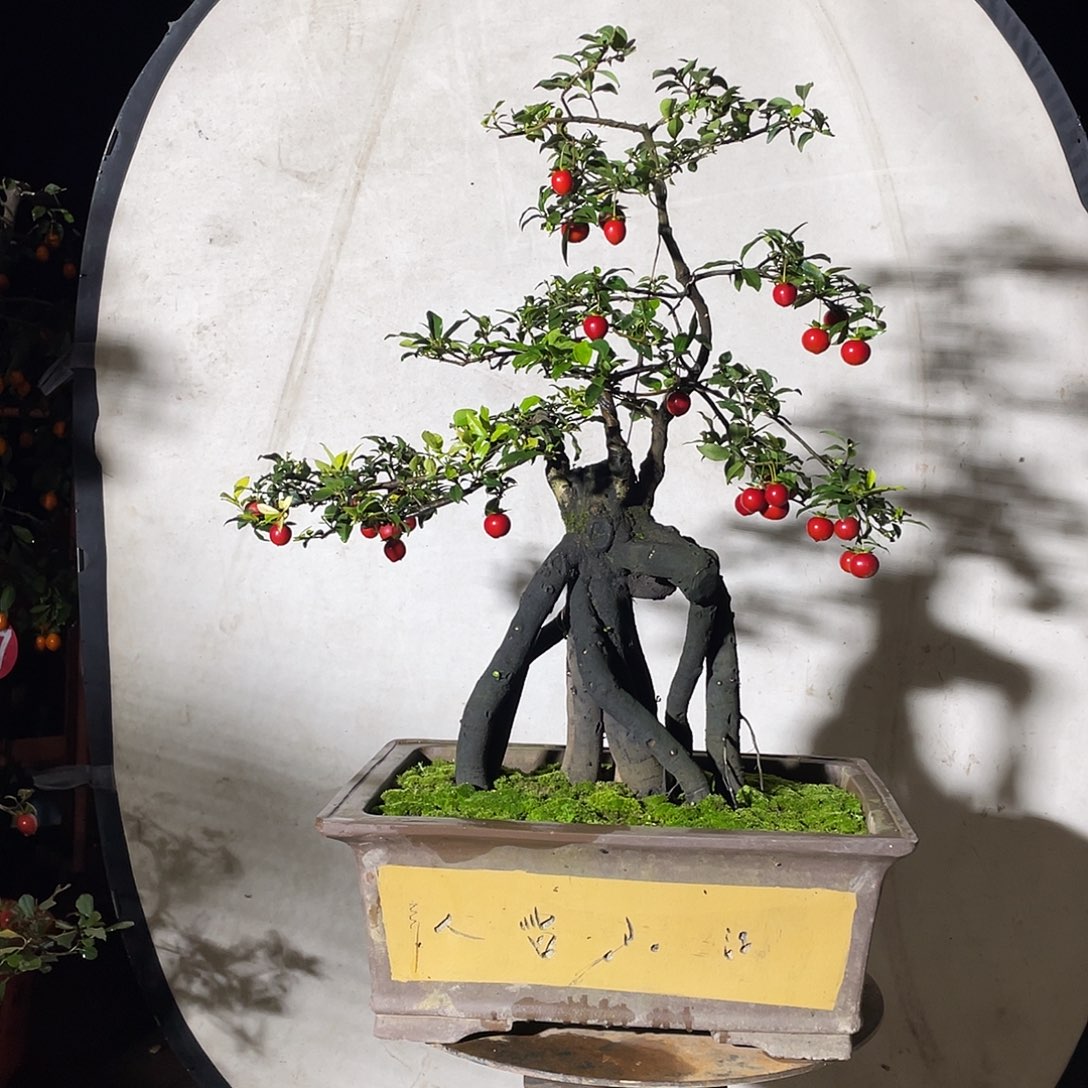 无花朵金金弹子起拍，所见即所得！