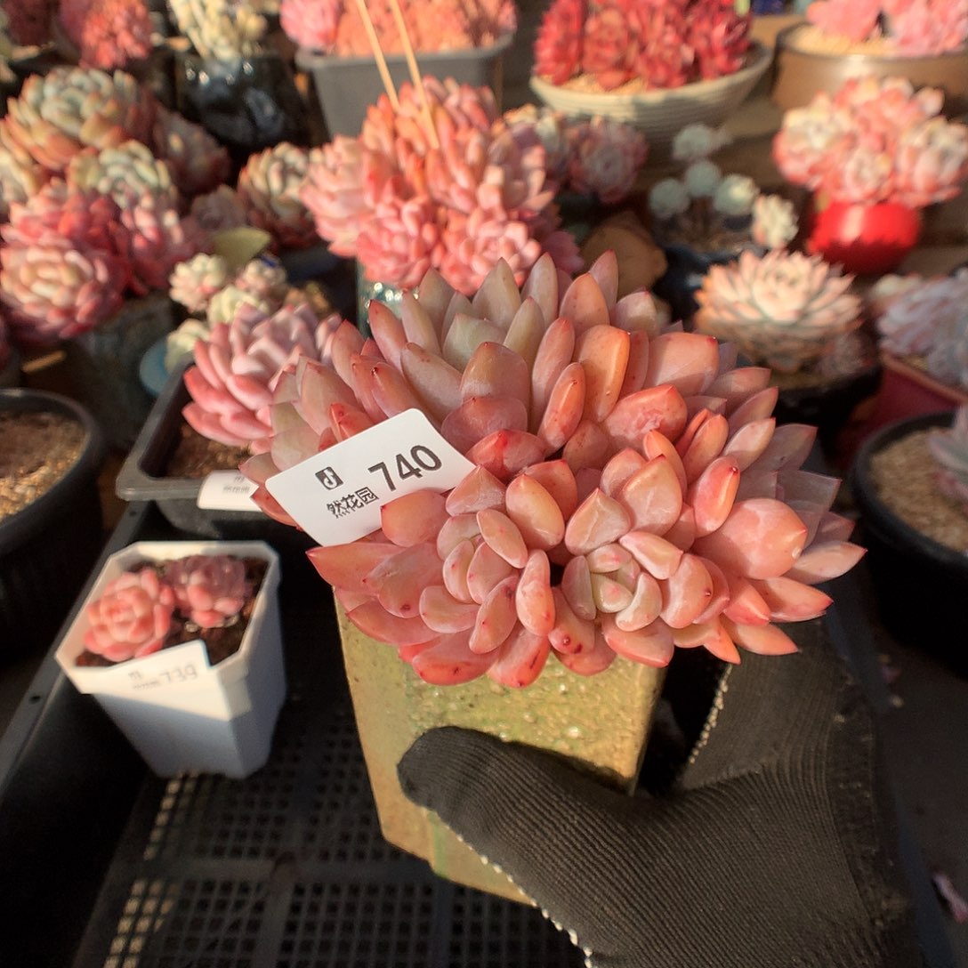 740雪天使多肉植物66666