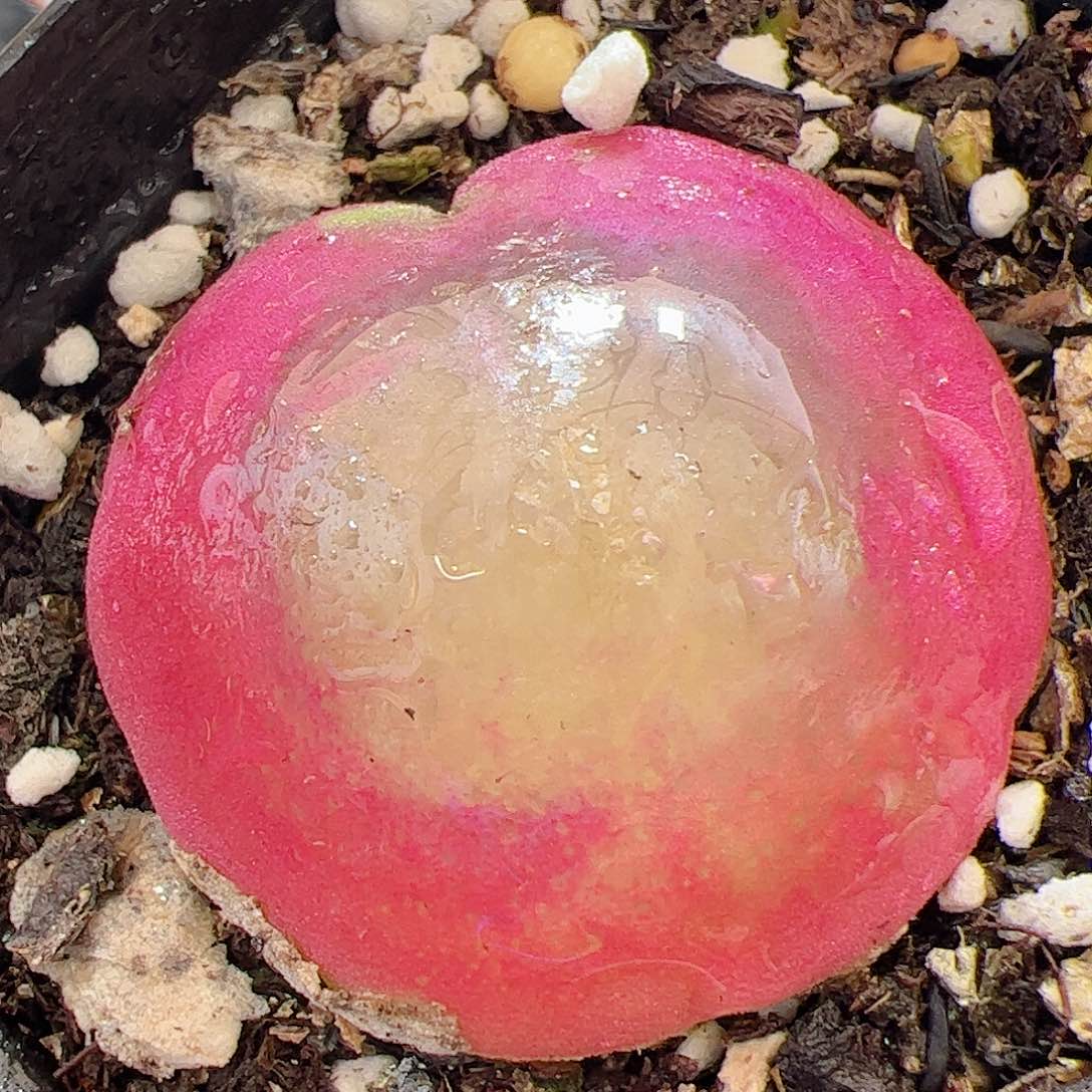 【闪购商品】26 扁灯泡