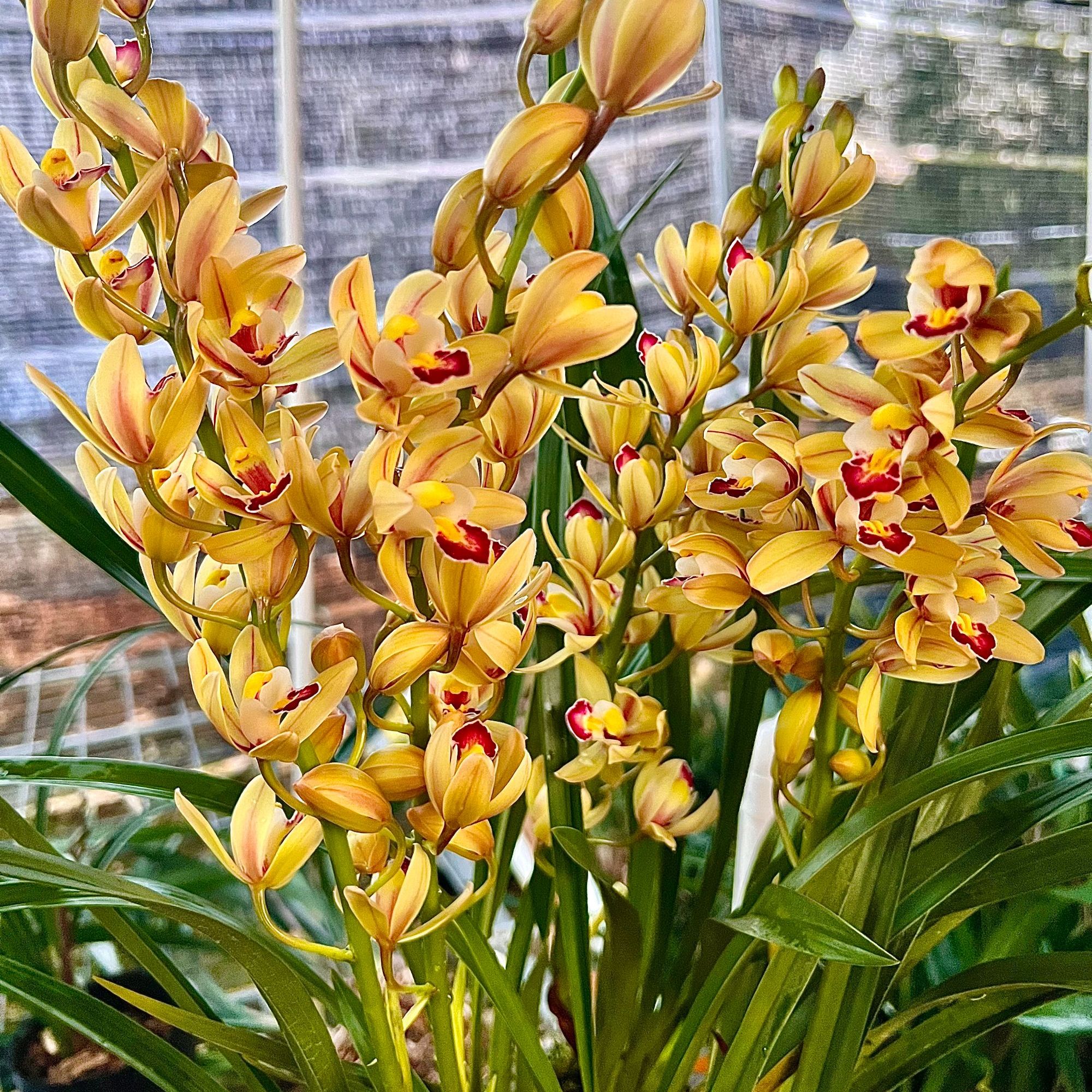 蜜蜂兰 年宵花好养易活客厅办公室绿植花卉