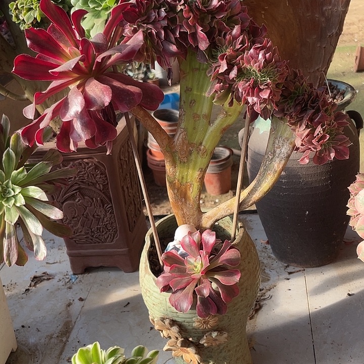 美杜莎缀包邮多肉法师