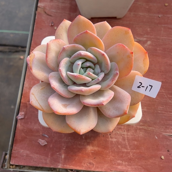 小***们2-17奶茶小鹿园艺