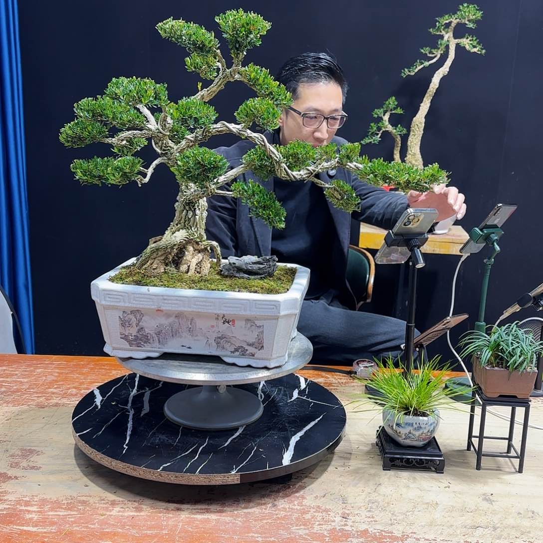 黄杨室内室外盆景艺术