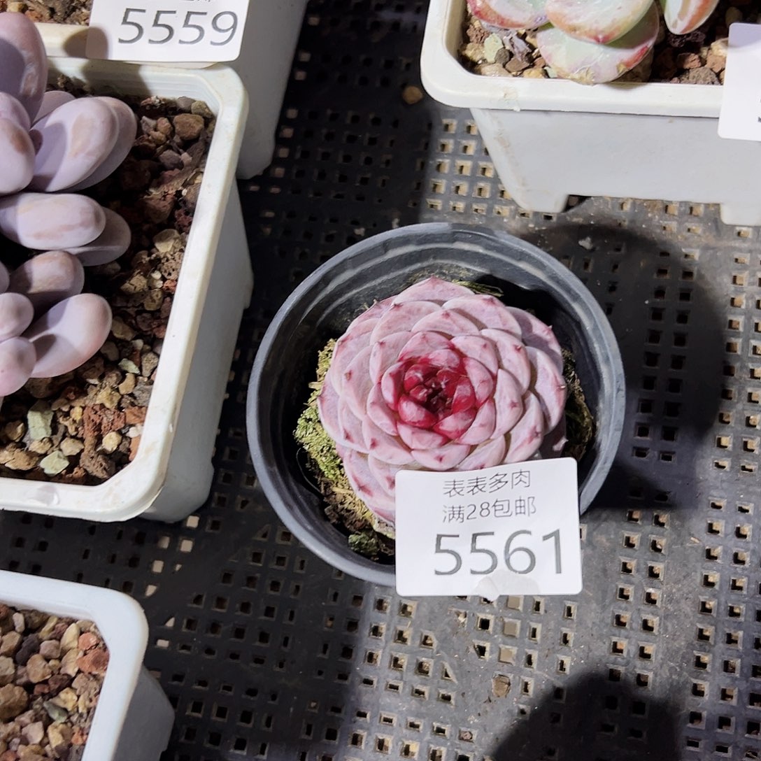 9号我们的确是5561