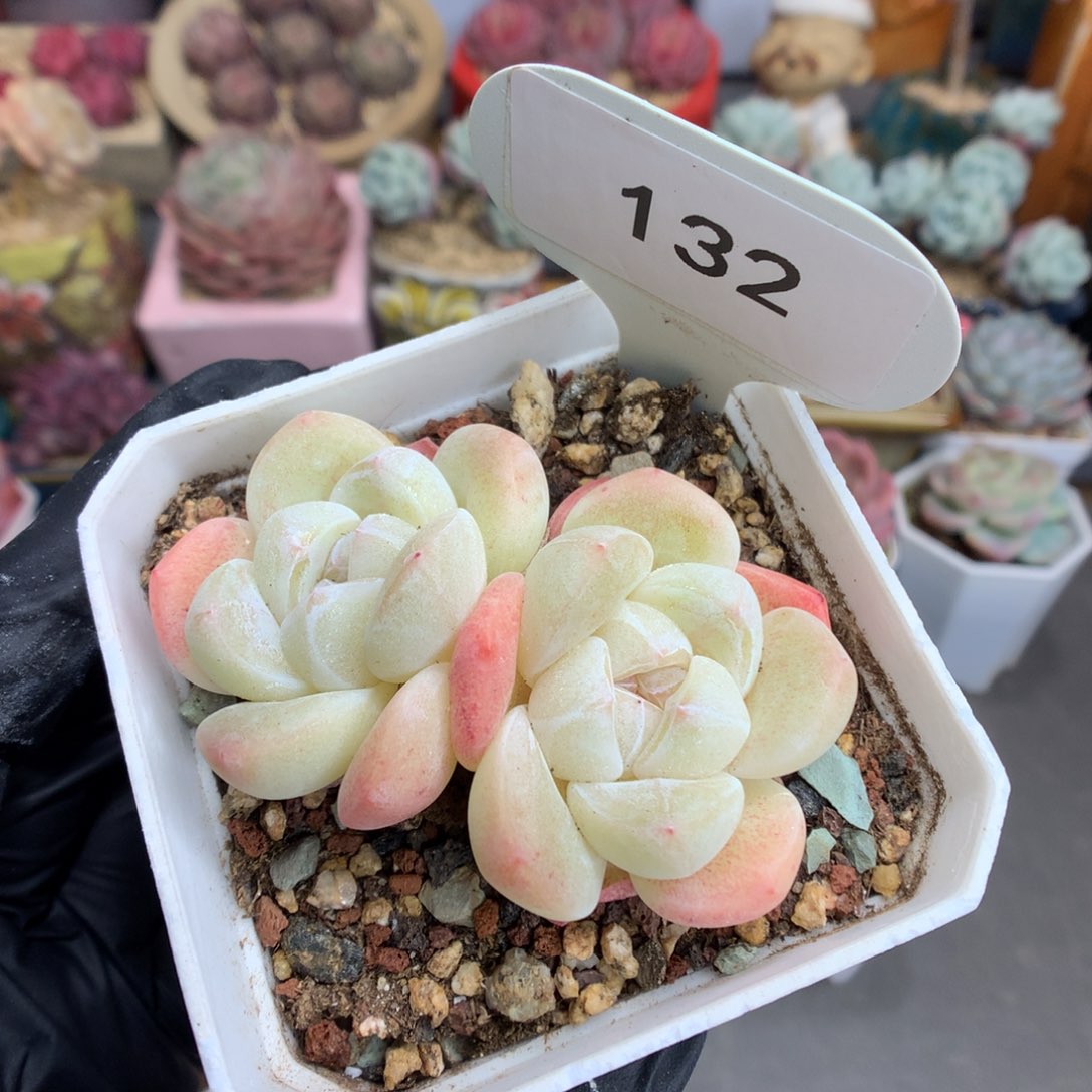 132 粉透冰玉多肉