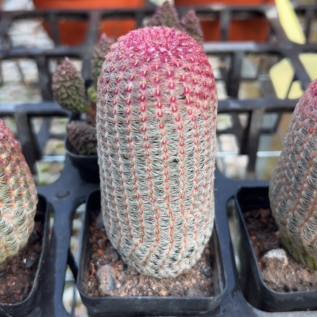 如***官零零落落 零零落落