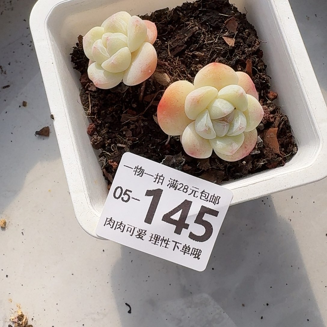 冰玉无盆土发货无