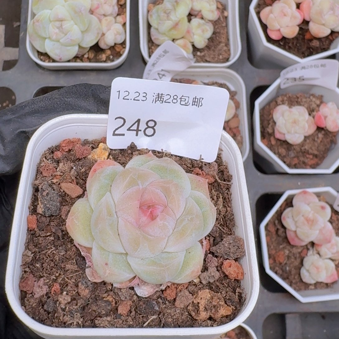 白桃汽水单头一颗脱土