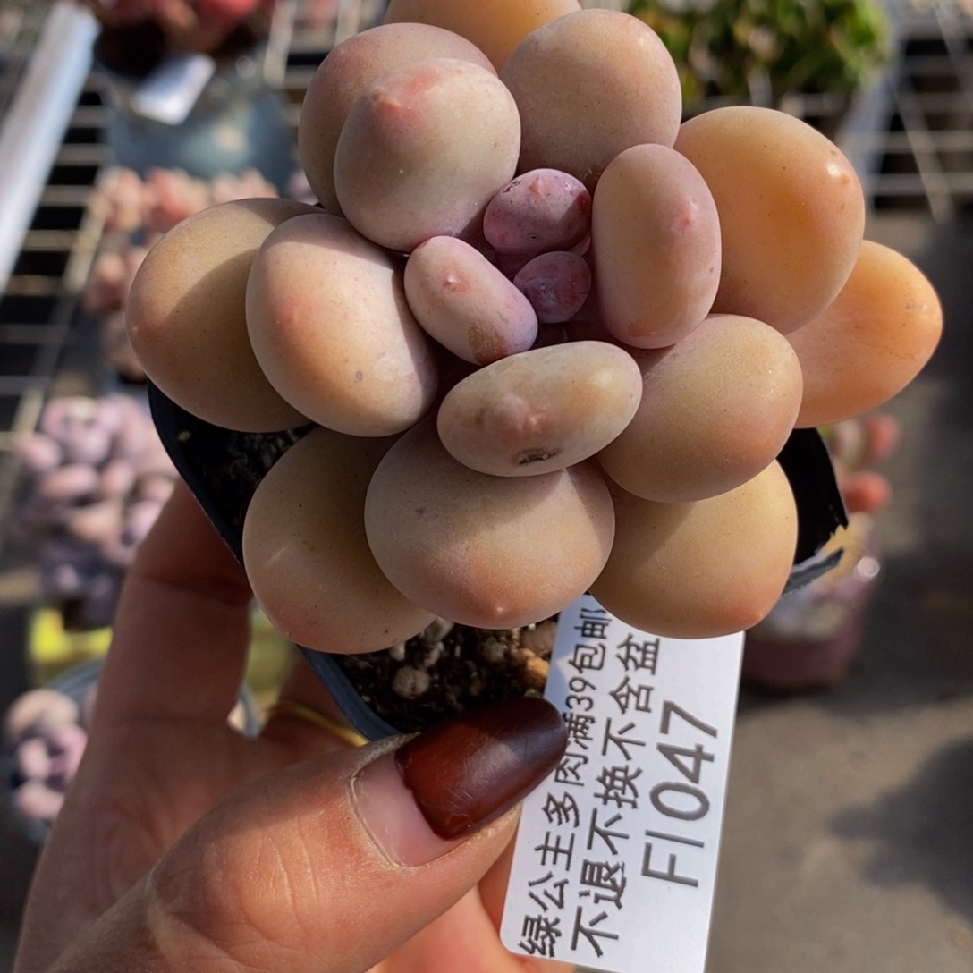 蛋黄奶酪047/6c m