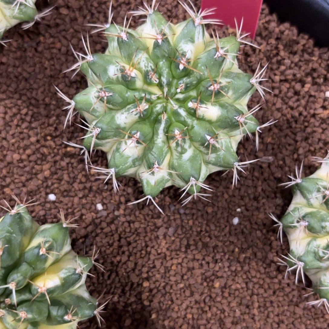 118-1219泰国发货多肉