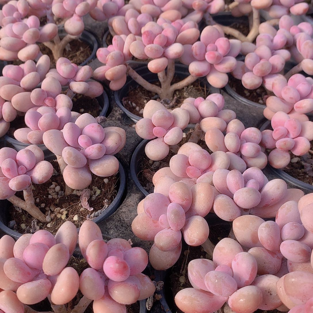 桃蛋群4567889900000