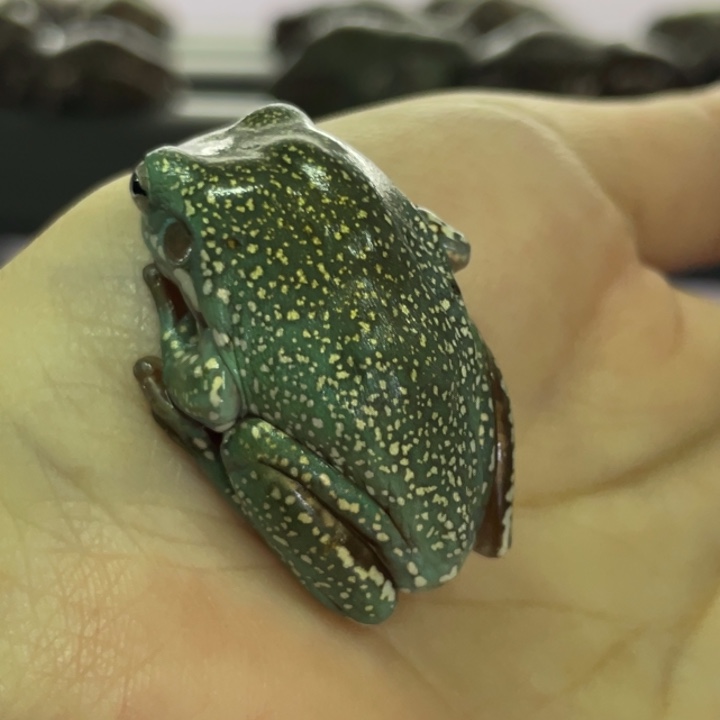 老爷树蛙微暇的澳蓝，突骨