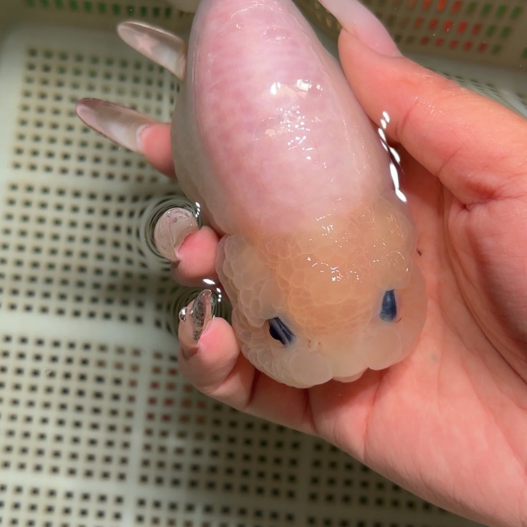 许***九金鱼拍包装包邮，不该包装运费到付