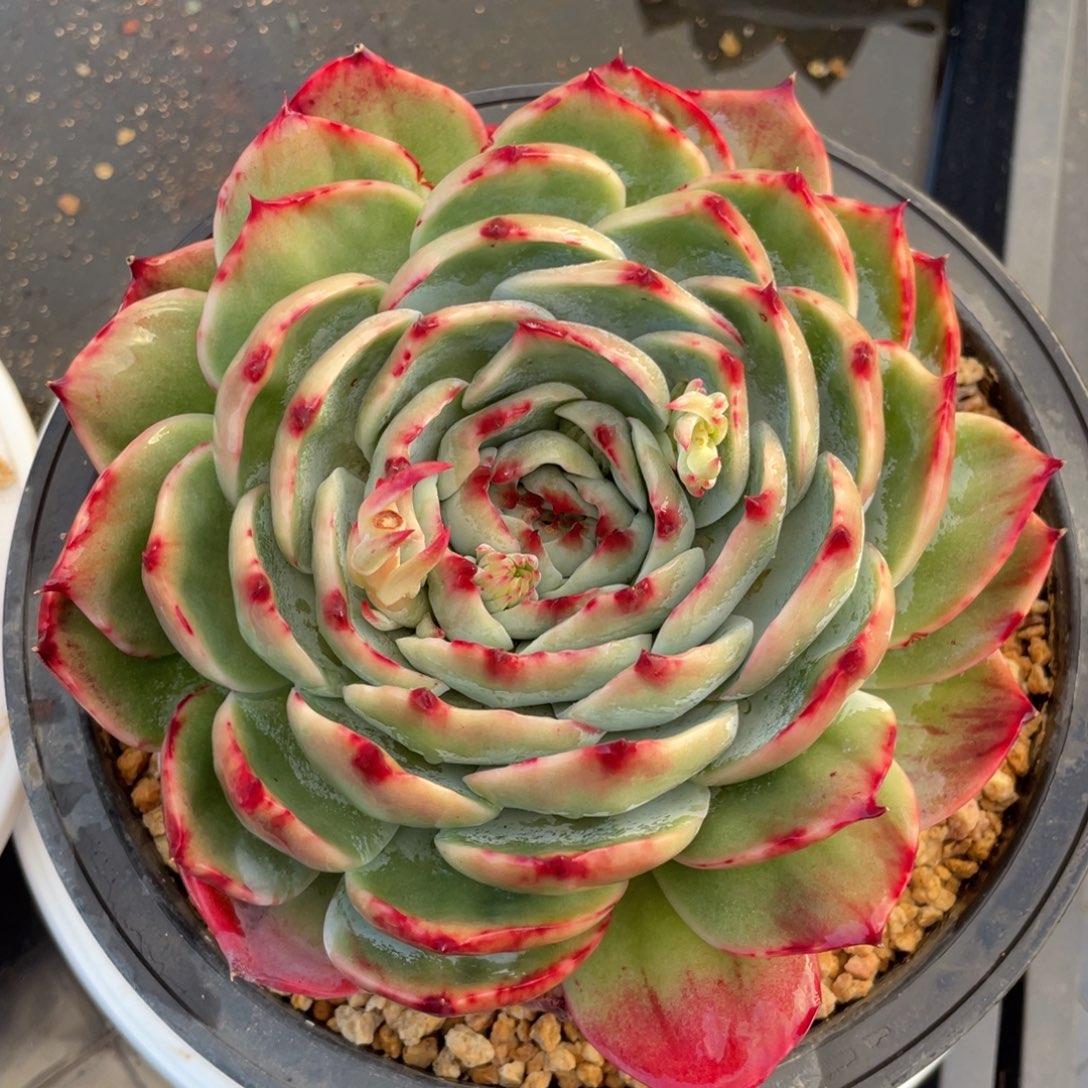 惊鸿仙子冠服16左右